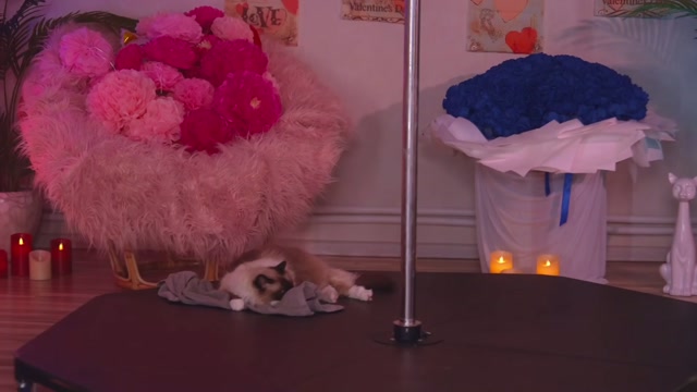 kittycaitlin 2026-02-17 04:41:13